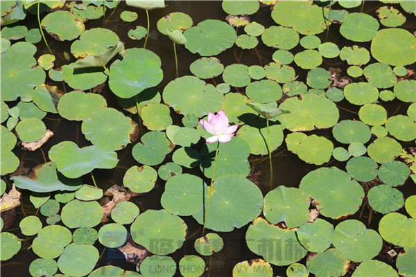 “荷風送香氣，竹露滴清響”洛陽隆中重工2019年度員工旅游活動--登封大熊山仙人谷一日游